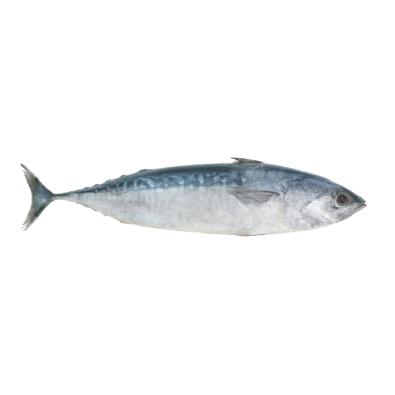 Frigate tuna source of international quality