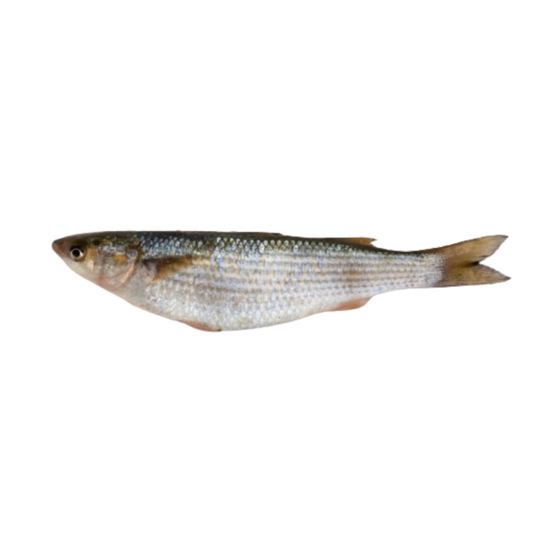 Grey mullet source of international quality