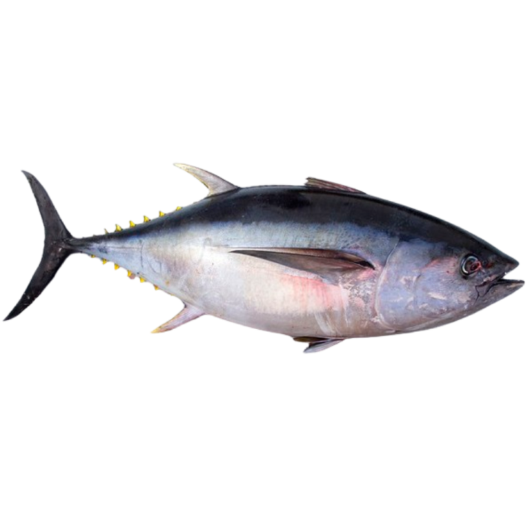Tuna - Bigeye main image 1
