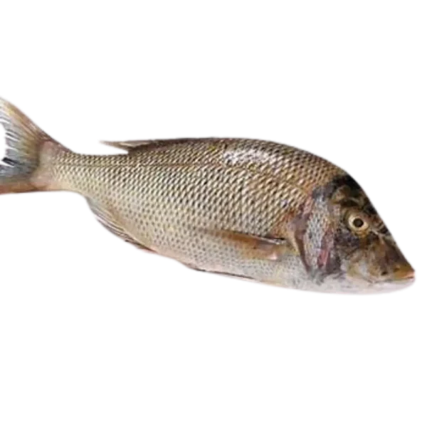 EMPEROR FISH