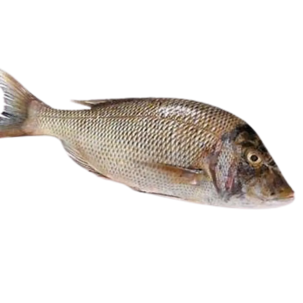 EMPEROR FISH