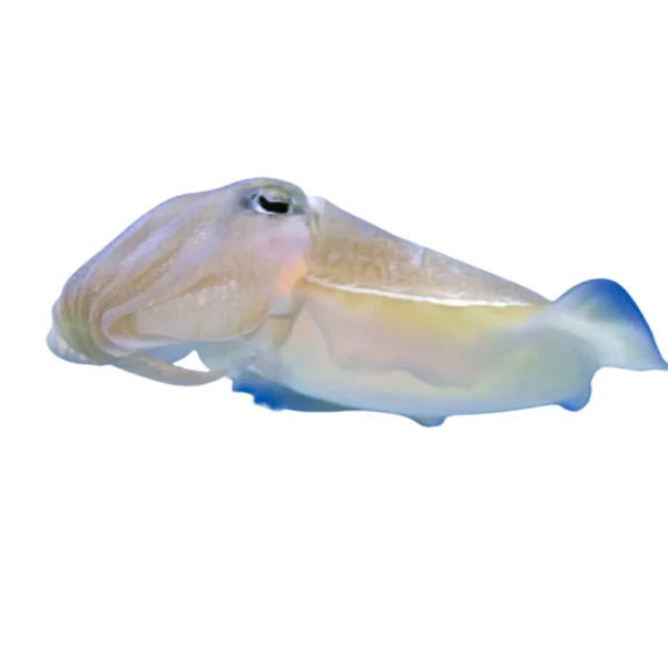 CUTTLEFISH